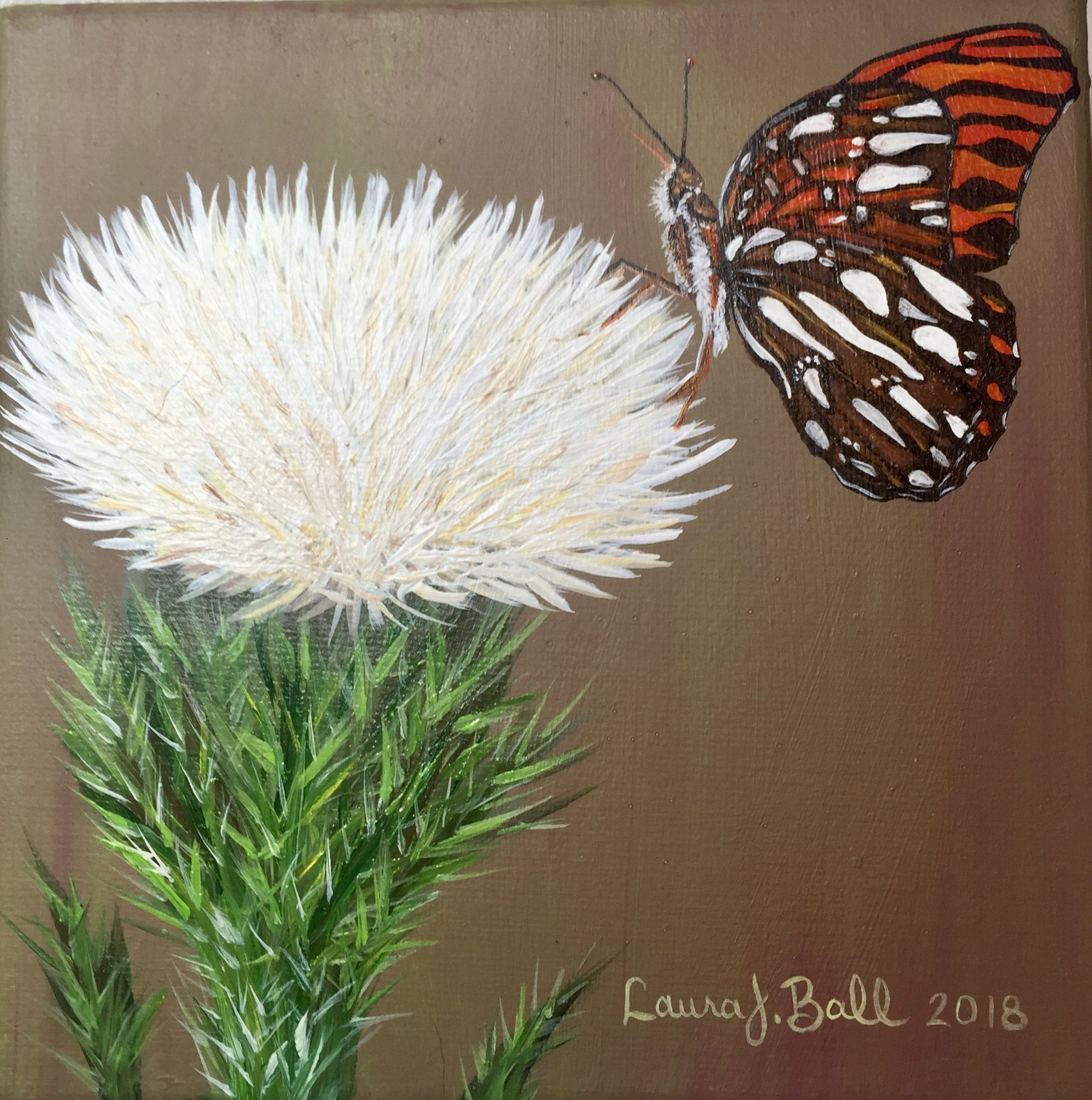 Butterfly on White Thistle